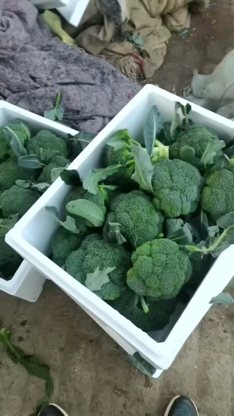 大量西兰花上市中，产地直发，保质保量，诚信经营，合作共赢