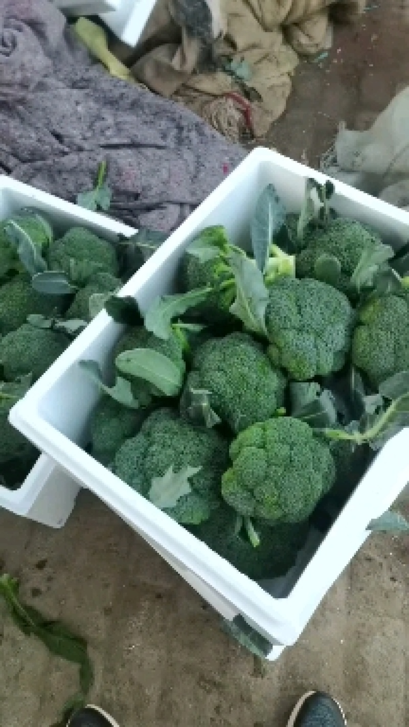 大量西兰花上市中，产地直发，保质保量，诚信经营，合作共赢