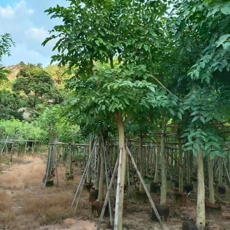 大量出售腊肠树10-12分有需要请联系价格优惠