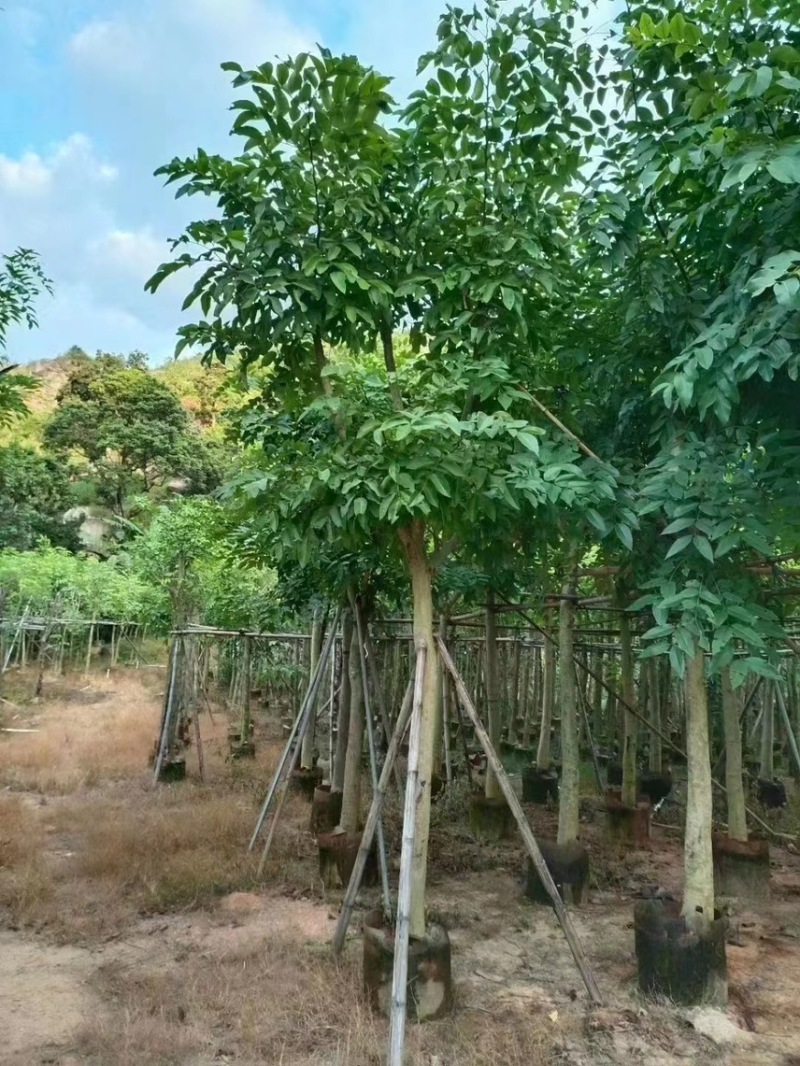 大量出售腊肠树10-12分有需要请联系价格优惠