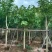 大量出售腊肠树10-12分有需要请联系价格优惠