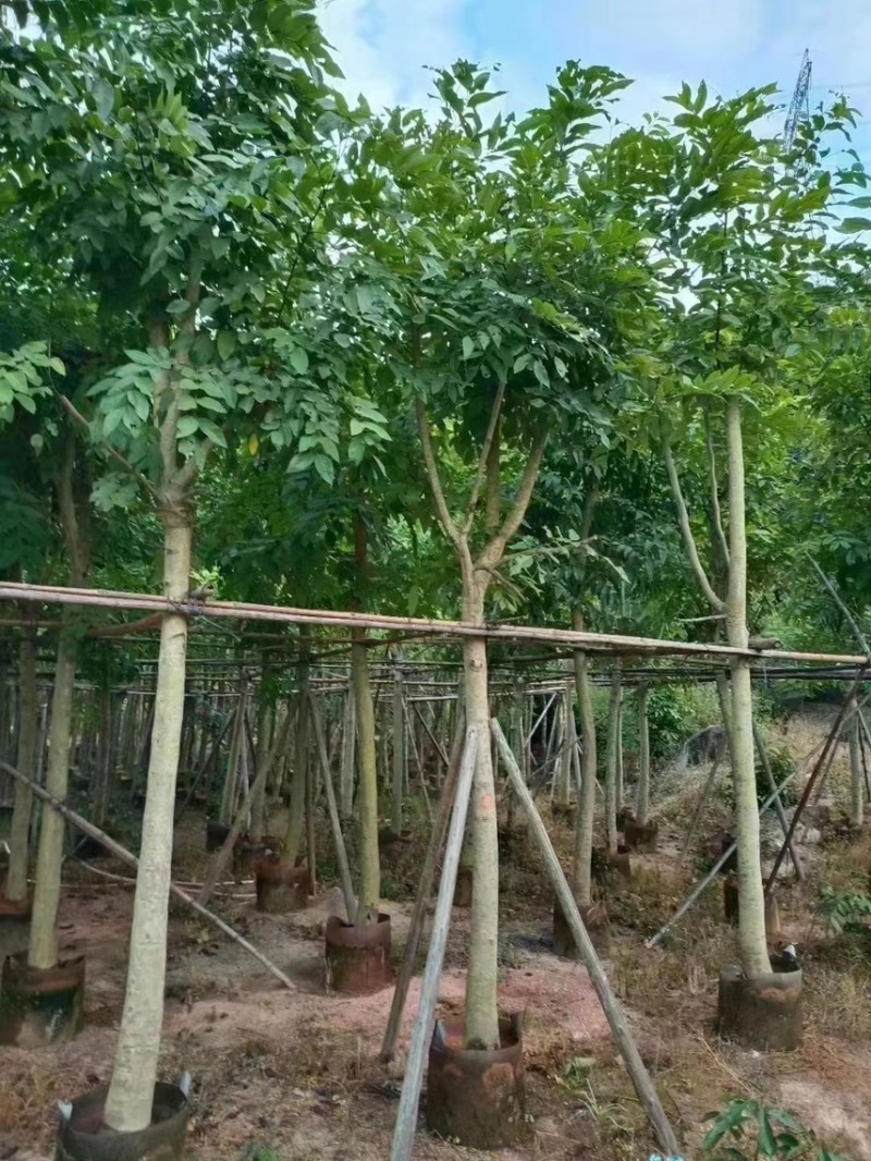 大量出售腊肠树10-12分有需要请联系价格优惠