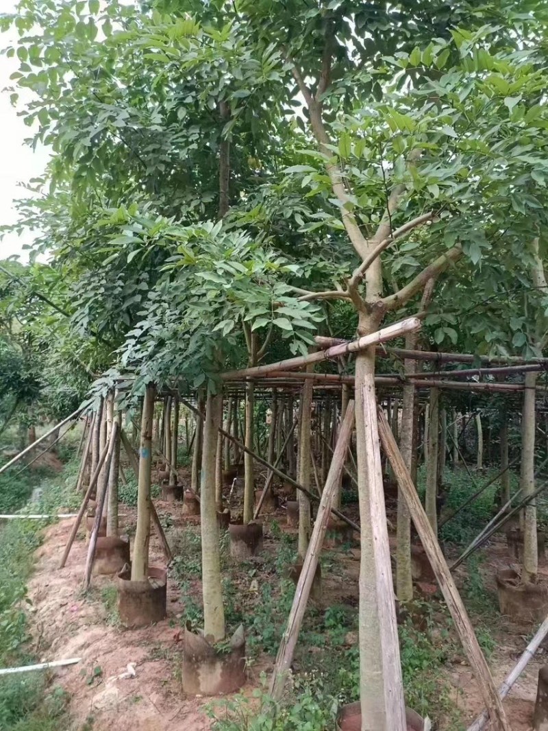 大量出售腊肠树10-12分有需要请联系价格优惠