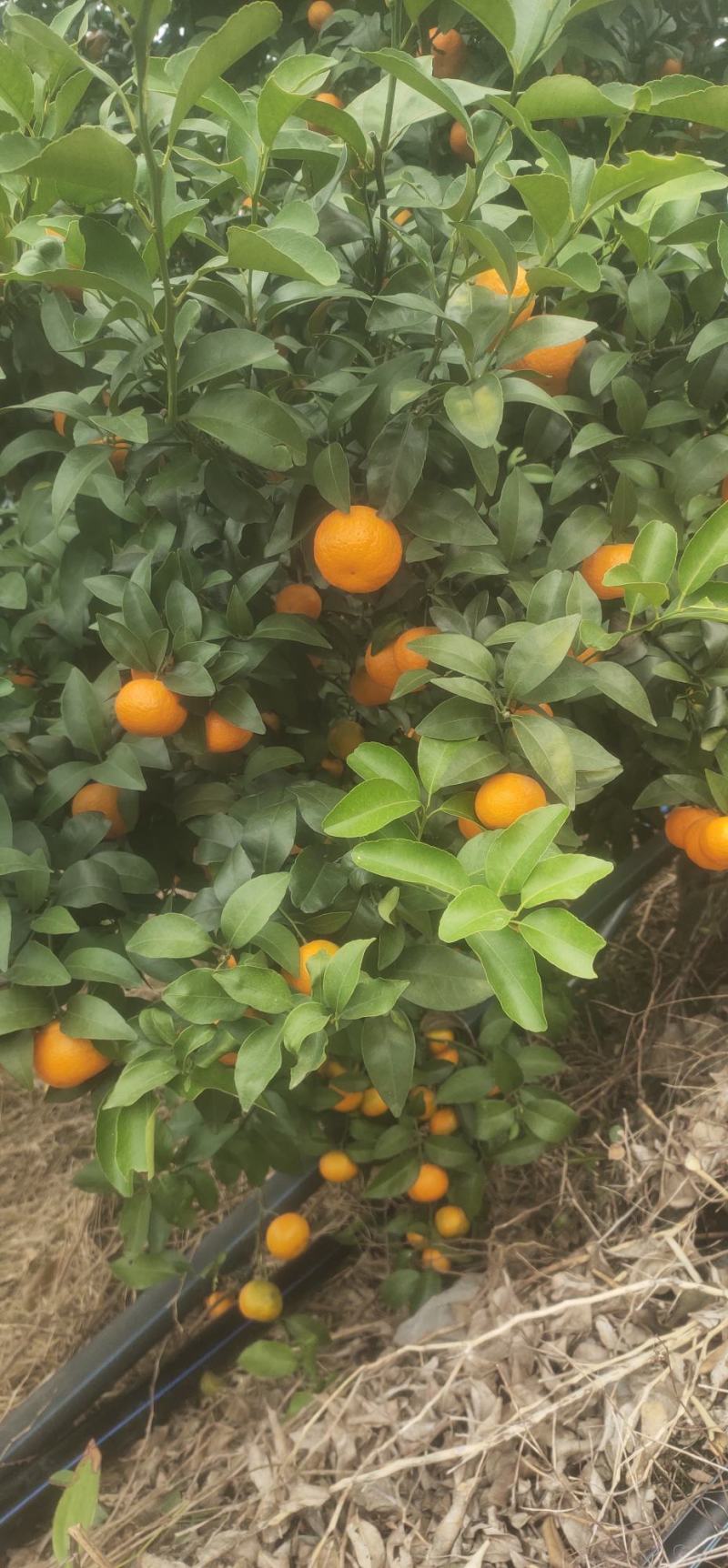 广西桂林全州县。八月桔，早沙糖桔。优质水果，大量上市！