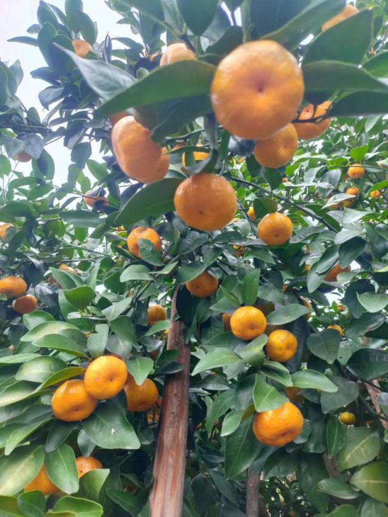 广西桂林全州县。八月桔，早沙糖桔。优质水果，大量上市！