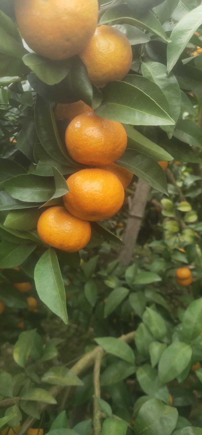 广西桂林全州县。八月桔，早沙糖桔。优质水果，大量上市！