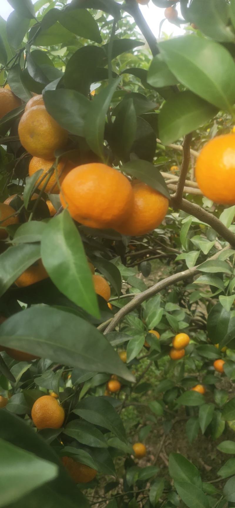 广西桂林全州县。八月桔，早沙糖桔。优质水果，大量上市！