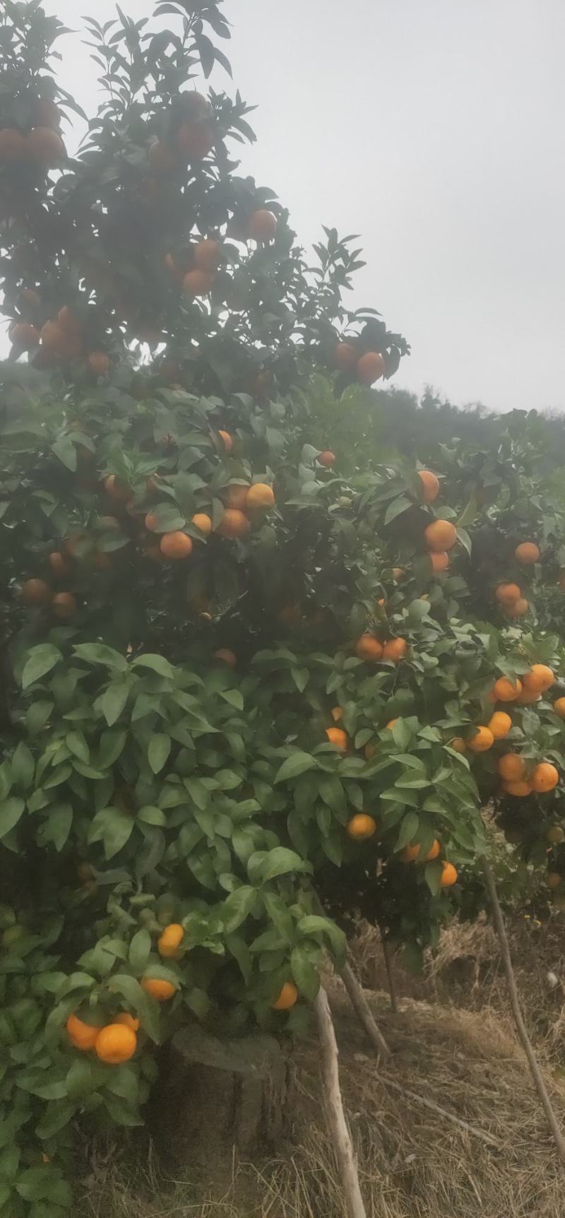 广西桂林全州县。八月桔，早沙糖桔。优质水果，大量上市！