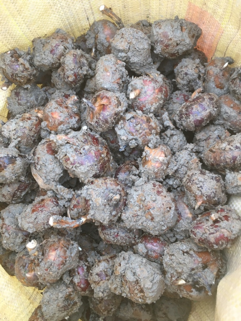 毛马蹄，荸荠