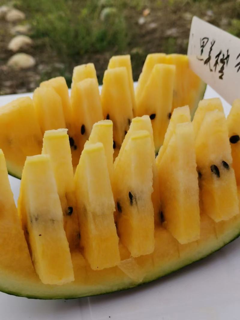 黑美橙西瓜种子易管理口感好不空心含糖量高好吃
