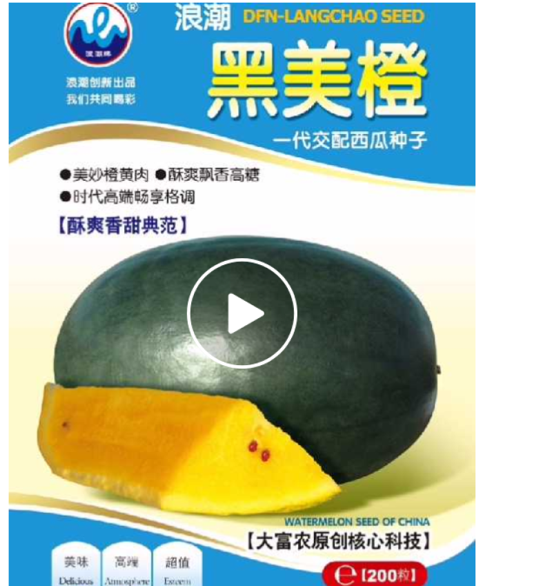 黑美橙西瓜种子易管理口感好不空心含糖量高好吃