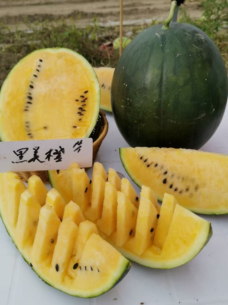 黑美橙西瓜种子易管理口感好不空心含糖量高好吃
