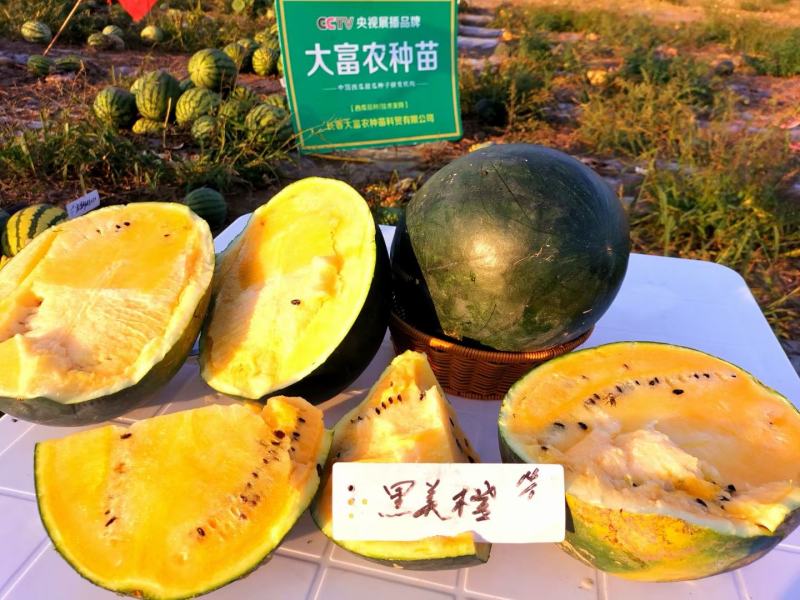 黑美橙西瓜种子易管理口感好不空心含糖量高好吃