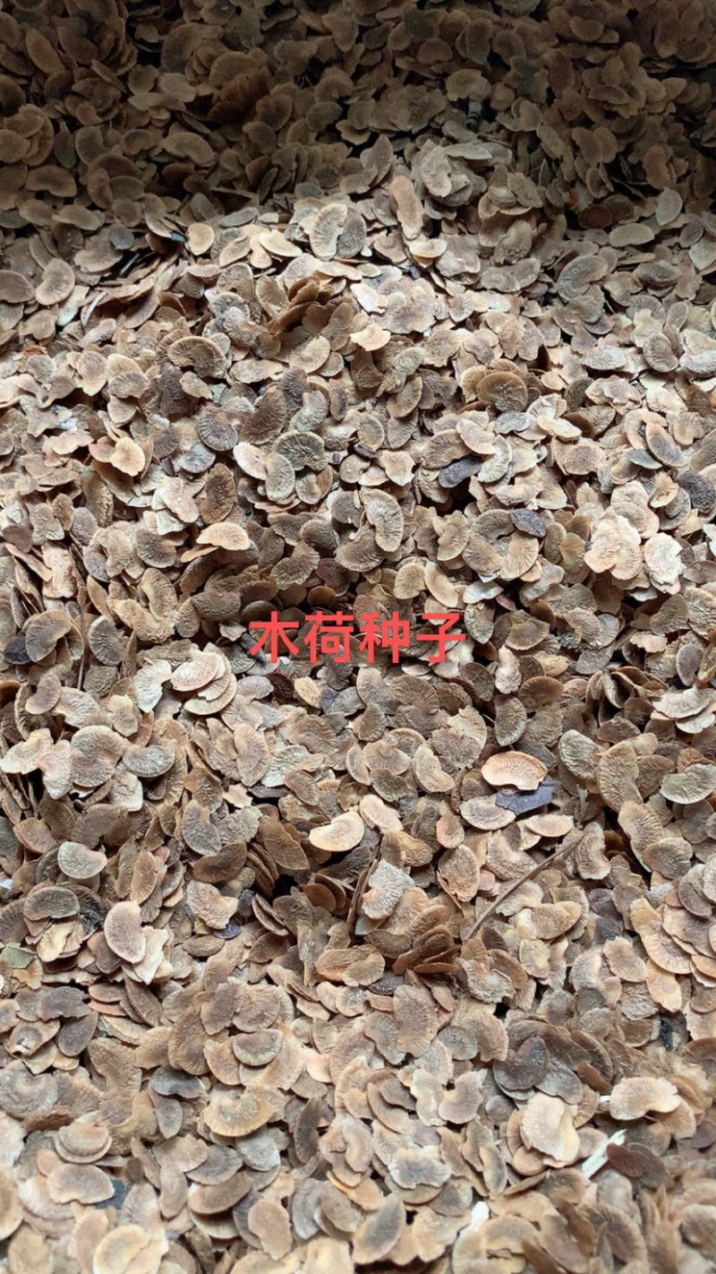 各类林木种子