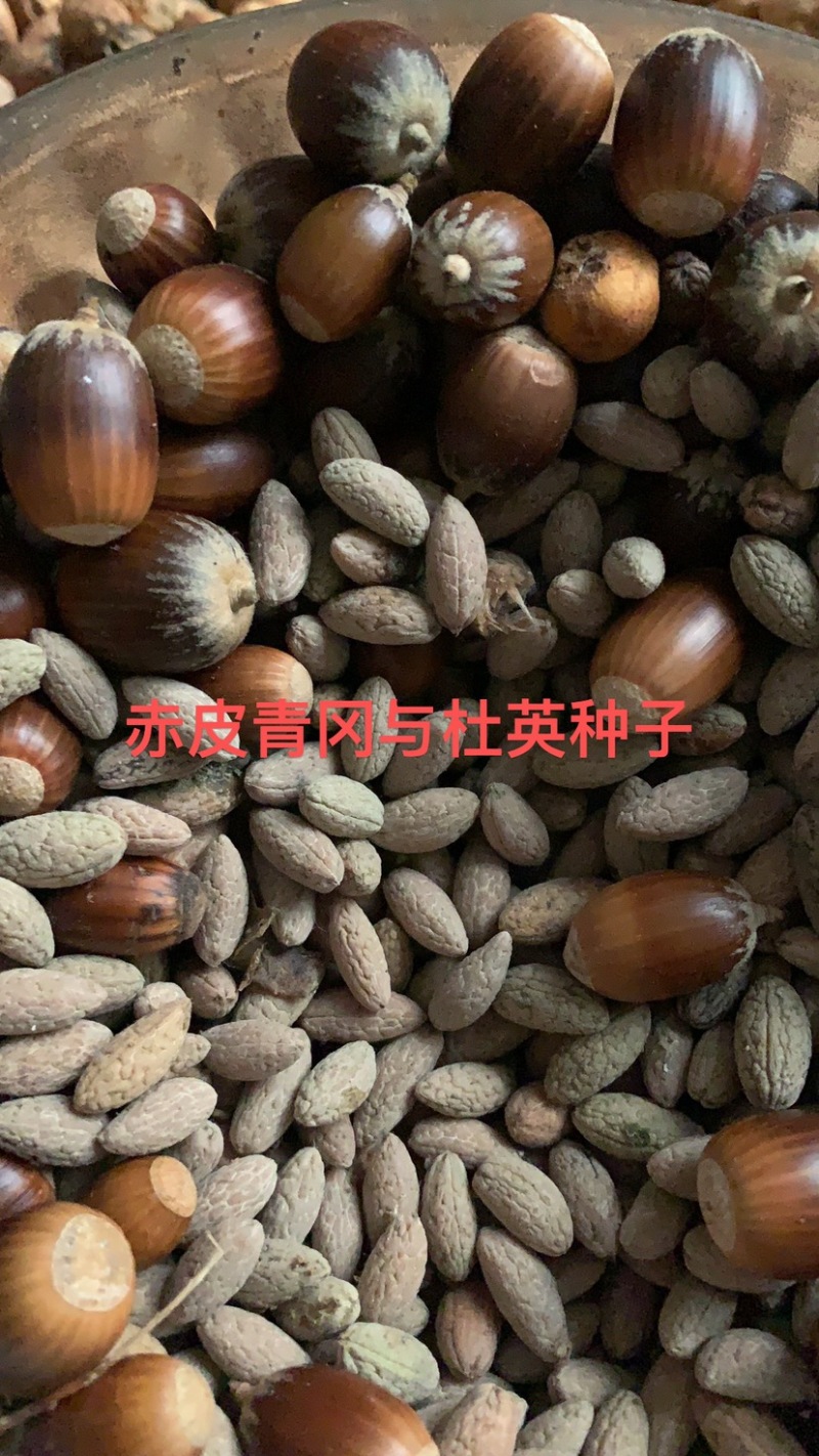各类林木种子