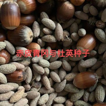 各类林木种子