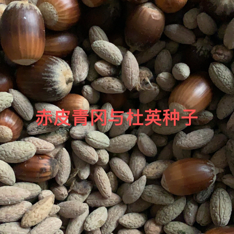 各类林木种子
