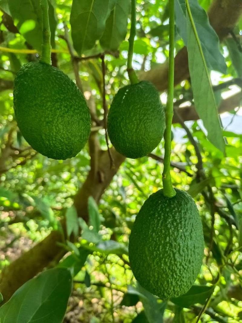 牛油果云南高原水果百搭果**