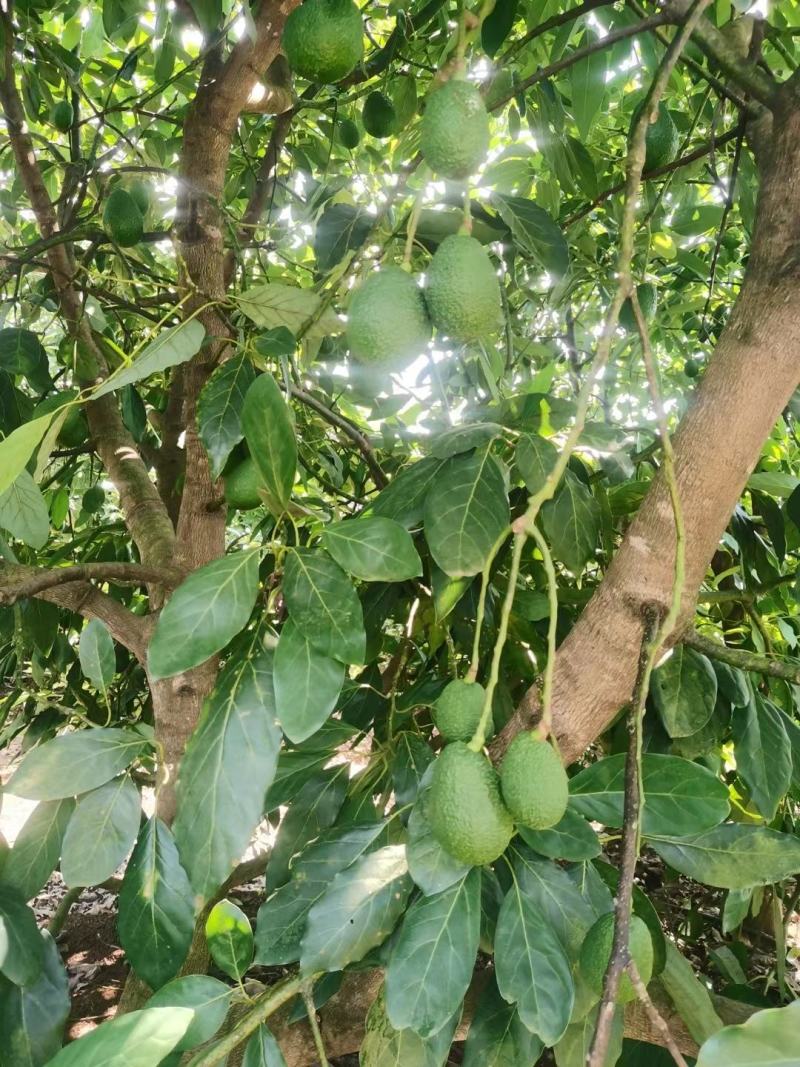 牛油果云南高原水果百搭果**