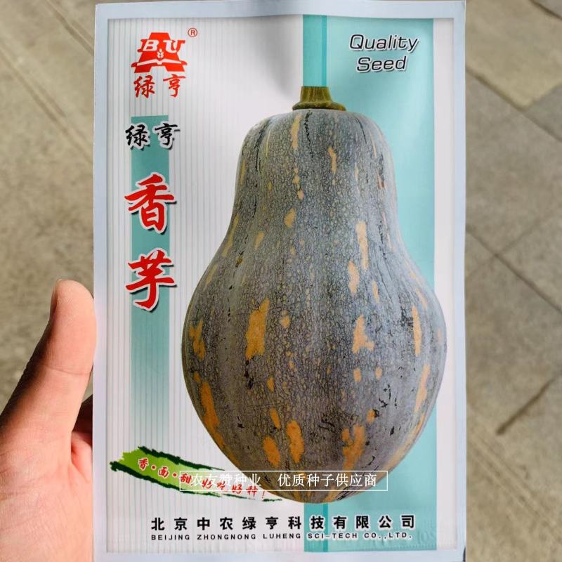 正宗香芋南瓜种子基地专用品种高品质南瓜，果肉橙黄