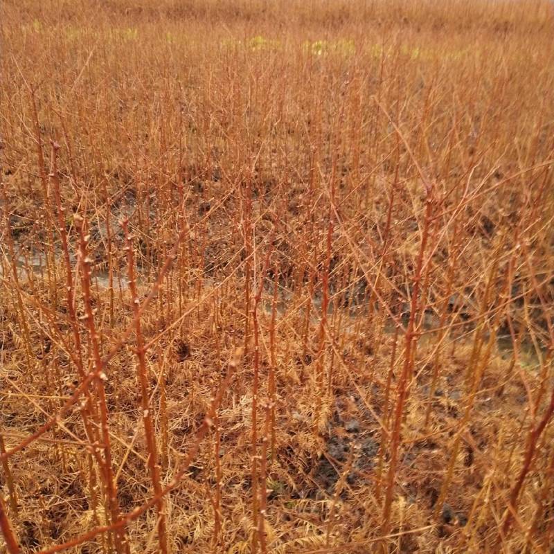 水杉苗，水杉一级种苗，基地直发，现挖发货，可线上交易。