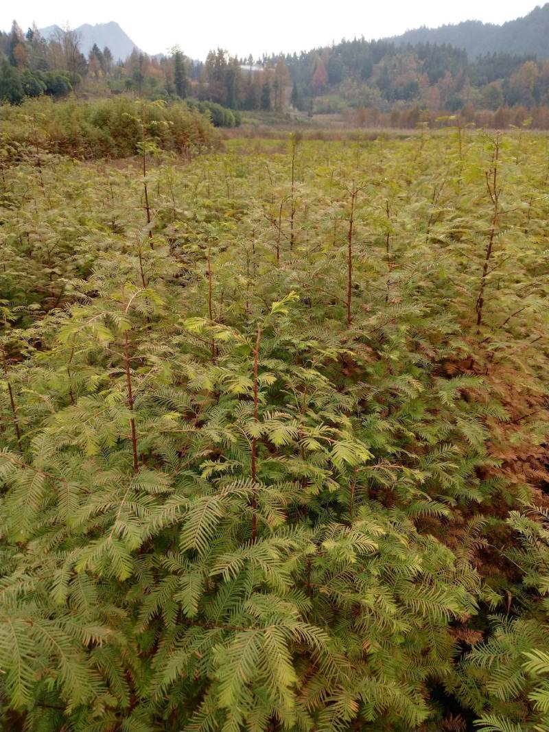 水杉苗，水杉一级种苗，基地直发，现挖发货，可线上交易。