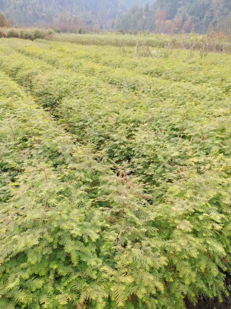水杉苗，水杉一级种苗，基地直发，现挖发货，可线上交易。