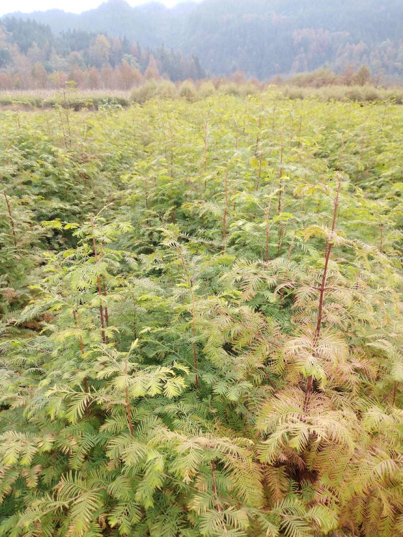 水杉苗，水杉一级种苗，基地直发，现挖发货，可线上交易。