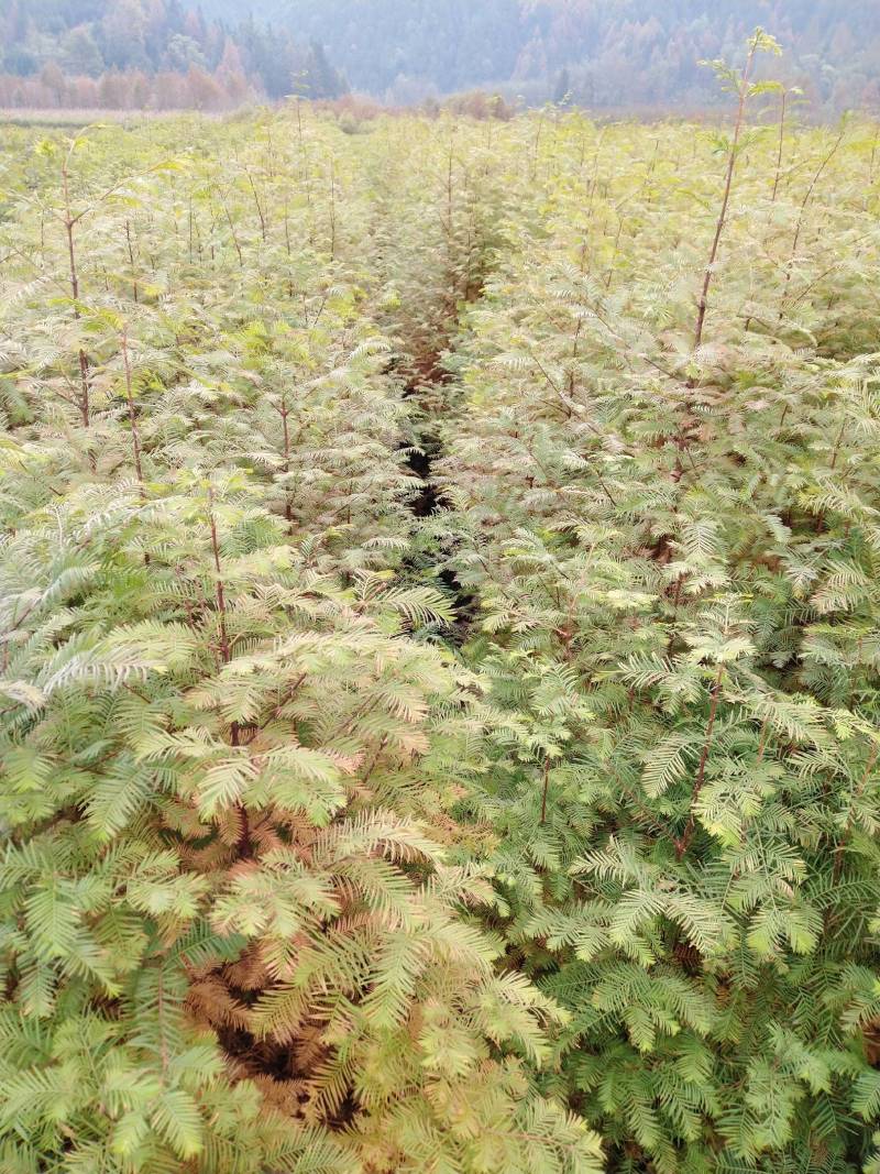 水杉苗，水杉一级种苗，基地直发，现挖发货，可线上交易。