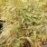 水杉苗，水杉一级种苗，基地直发，现挖发货，可线上交易。