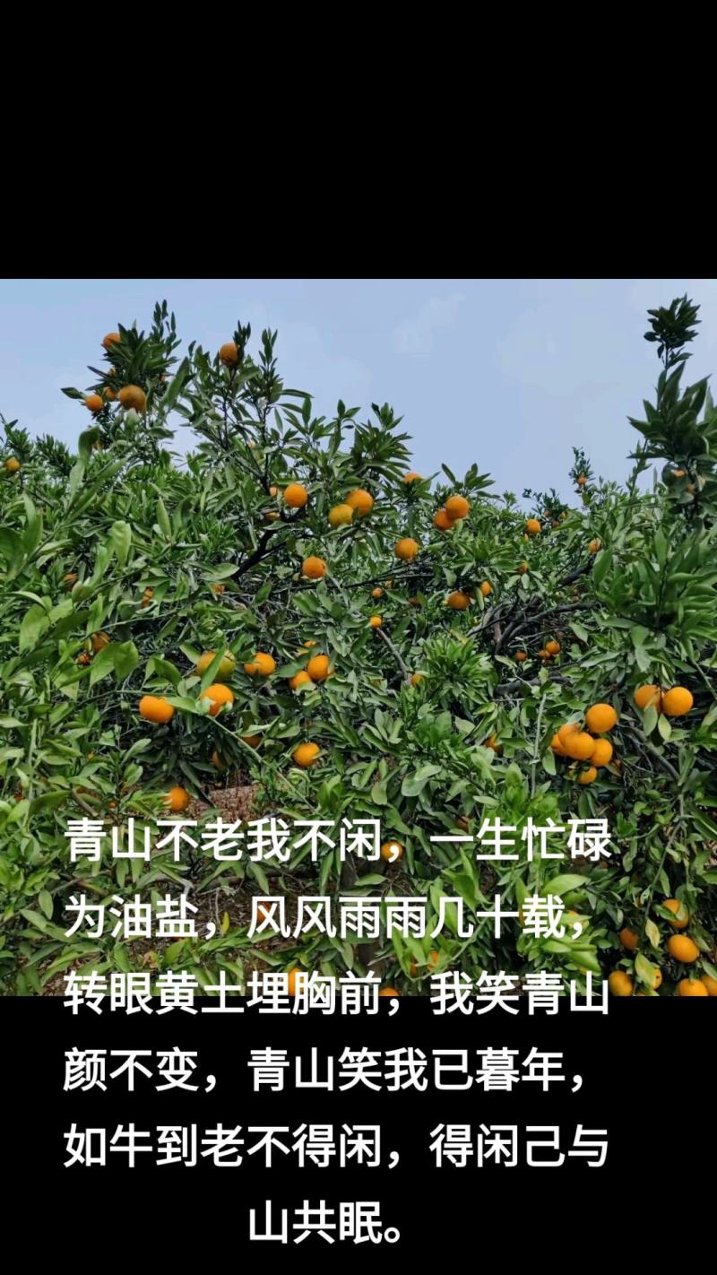 雪峰蜜桔，三红蜜柚，自家果园，自产自销，欢迎新老朋友来园