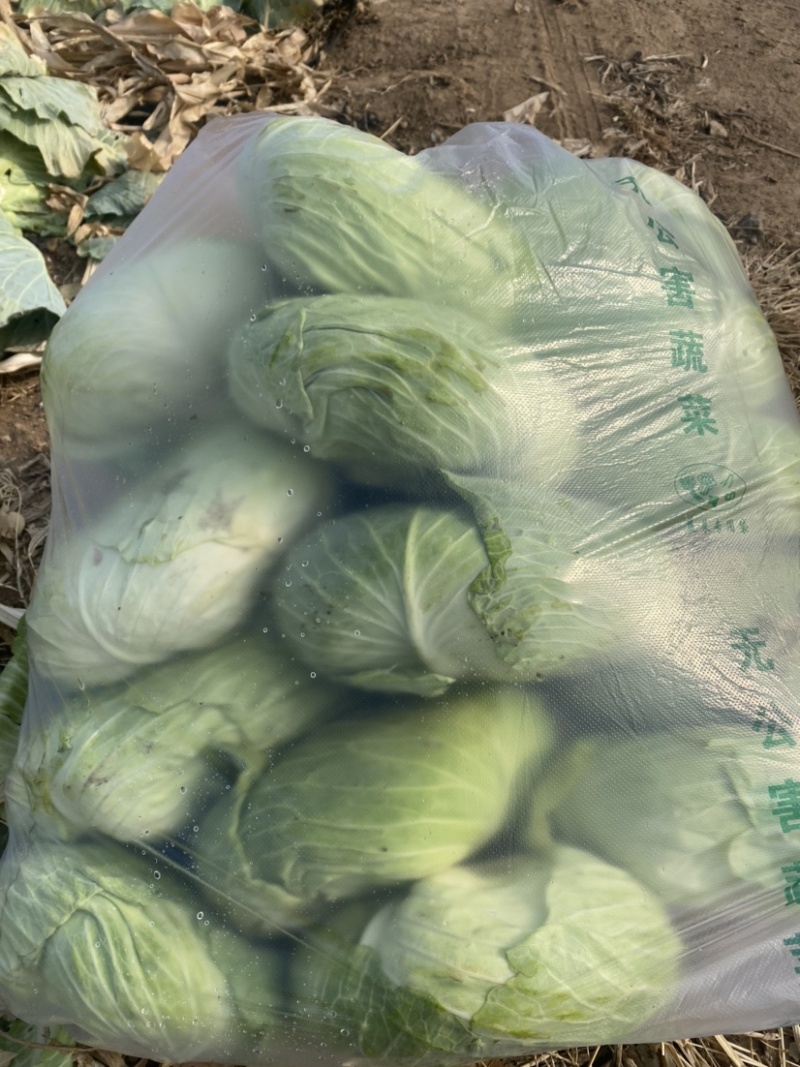扁包菜，扁甘蓝0.2批发，包上车