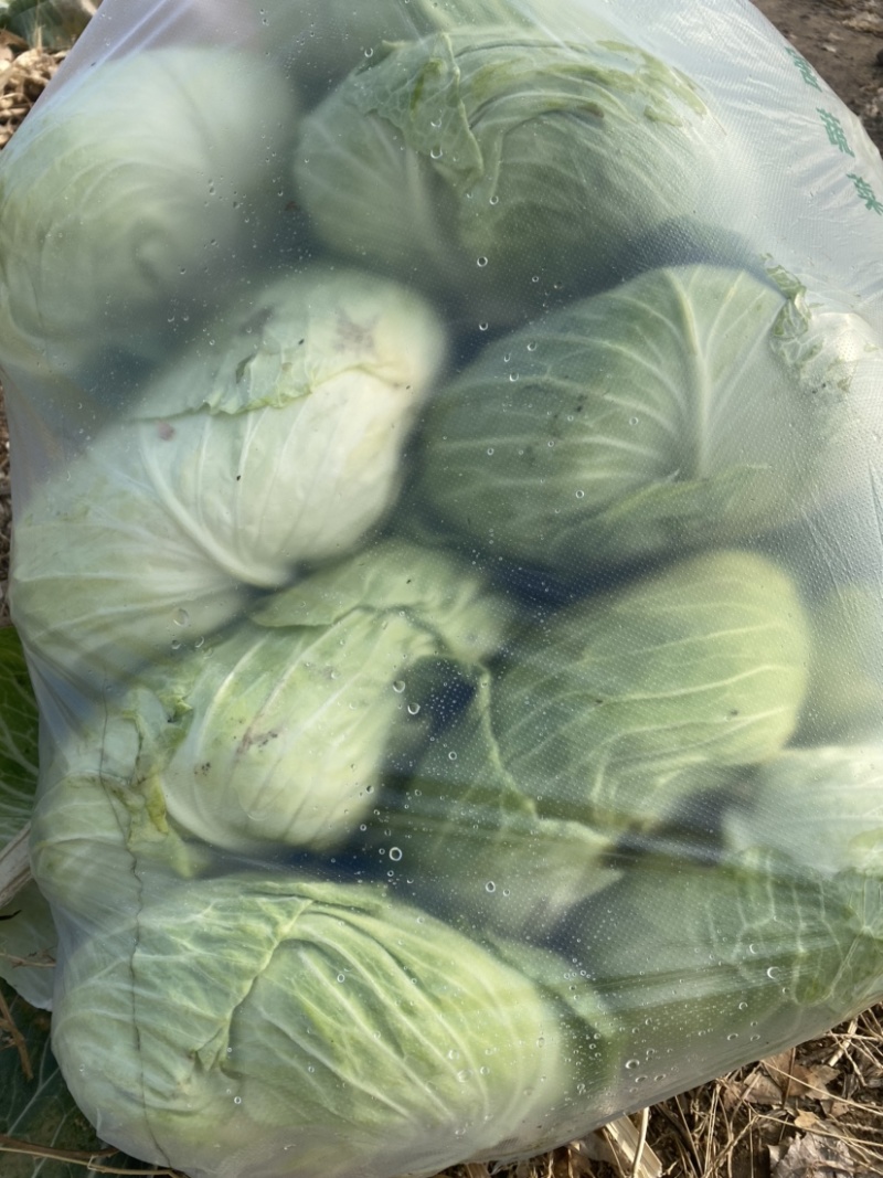 扁包菜，扁甘蓝0.2批发，包上车