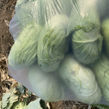 扁包菜，扁甘蓝0.2批发，包上车