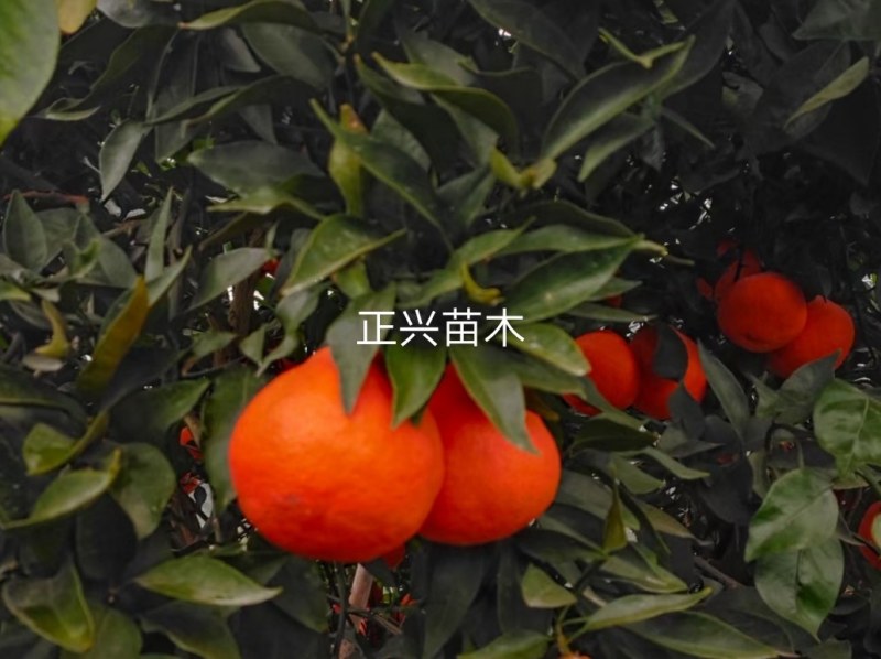 丑美人柑橘苗，果形大，纯甜化渣，挂果多，易剥皮