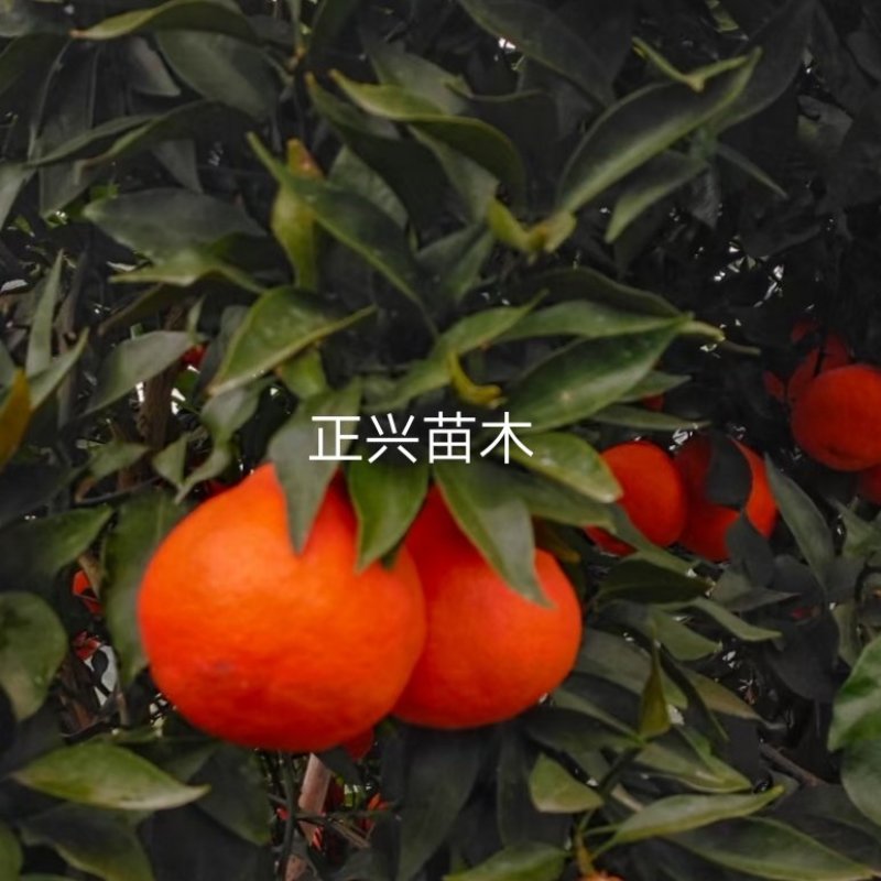 丑美人柑橘苗，果形大，纯甜化渣，挂果多，易剥皮