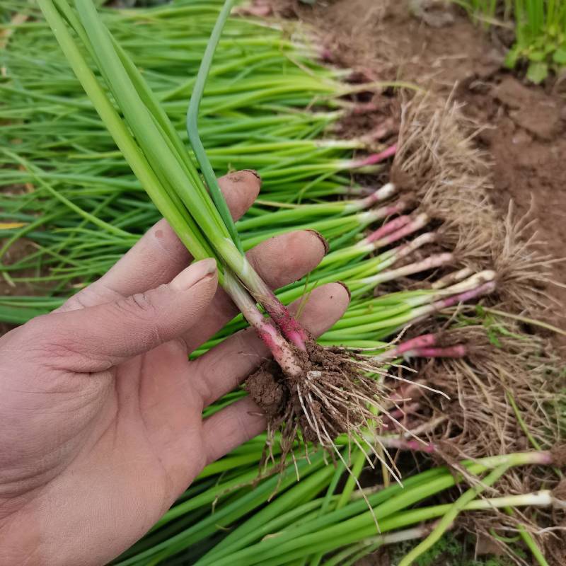 安徽谯城区钻石红洋葱圆葱产地直发一首货源