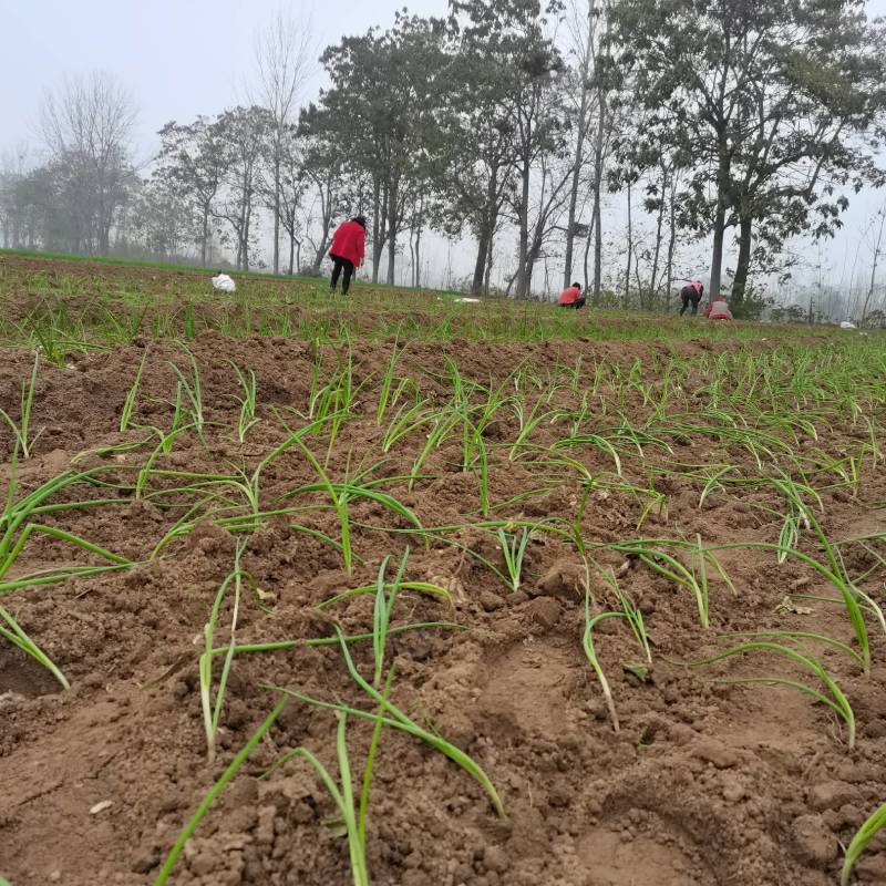 安徽谯城区钻石红洋葱圆葱产地直发一首货源