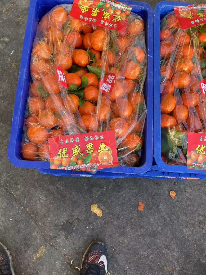 广西平南县沙糖桔，鲜果，全红无青头，好货靓果