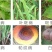 氟硅唑杀菌剂炭疽病白粉病黑星病锈病黑斑叶斑病叶霉病杀菌剂