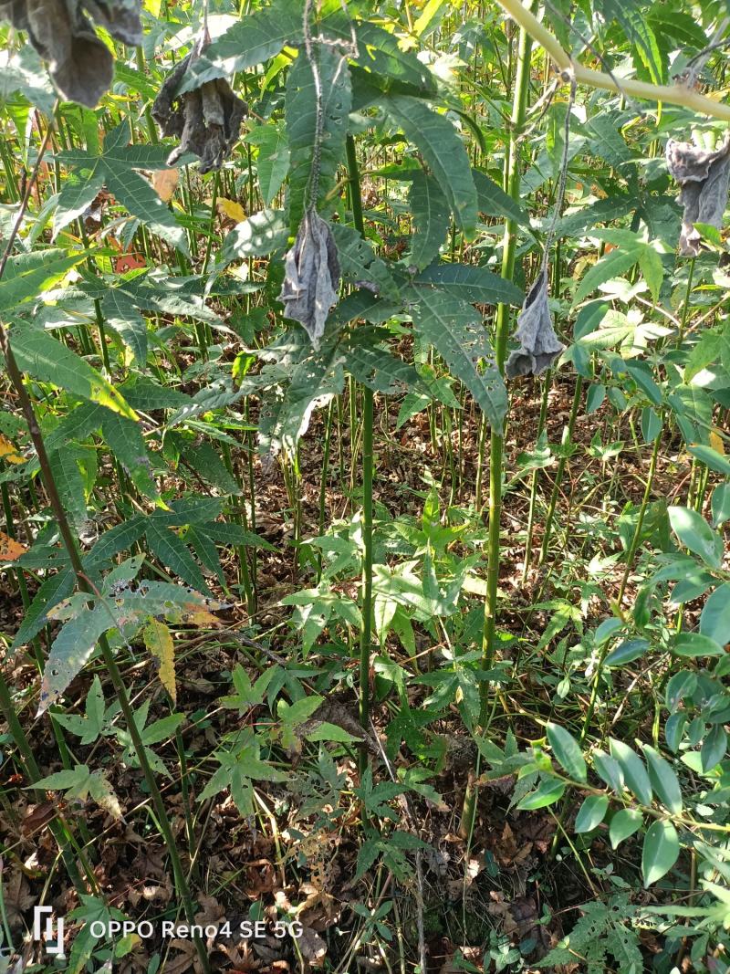 青枫小苗