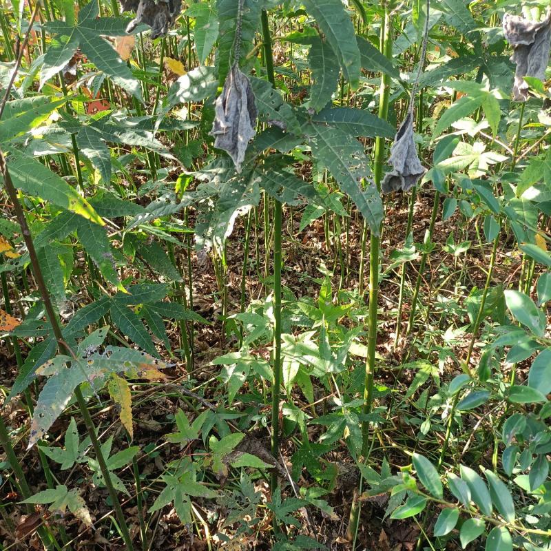 青枫小苗