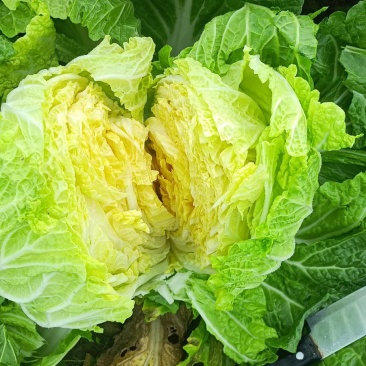正宗黄心大白菜，个头大，无烧心