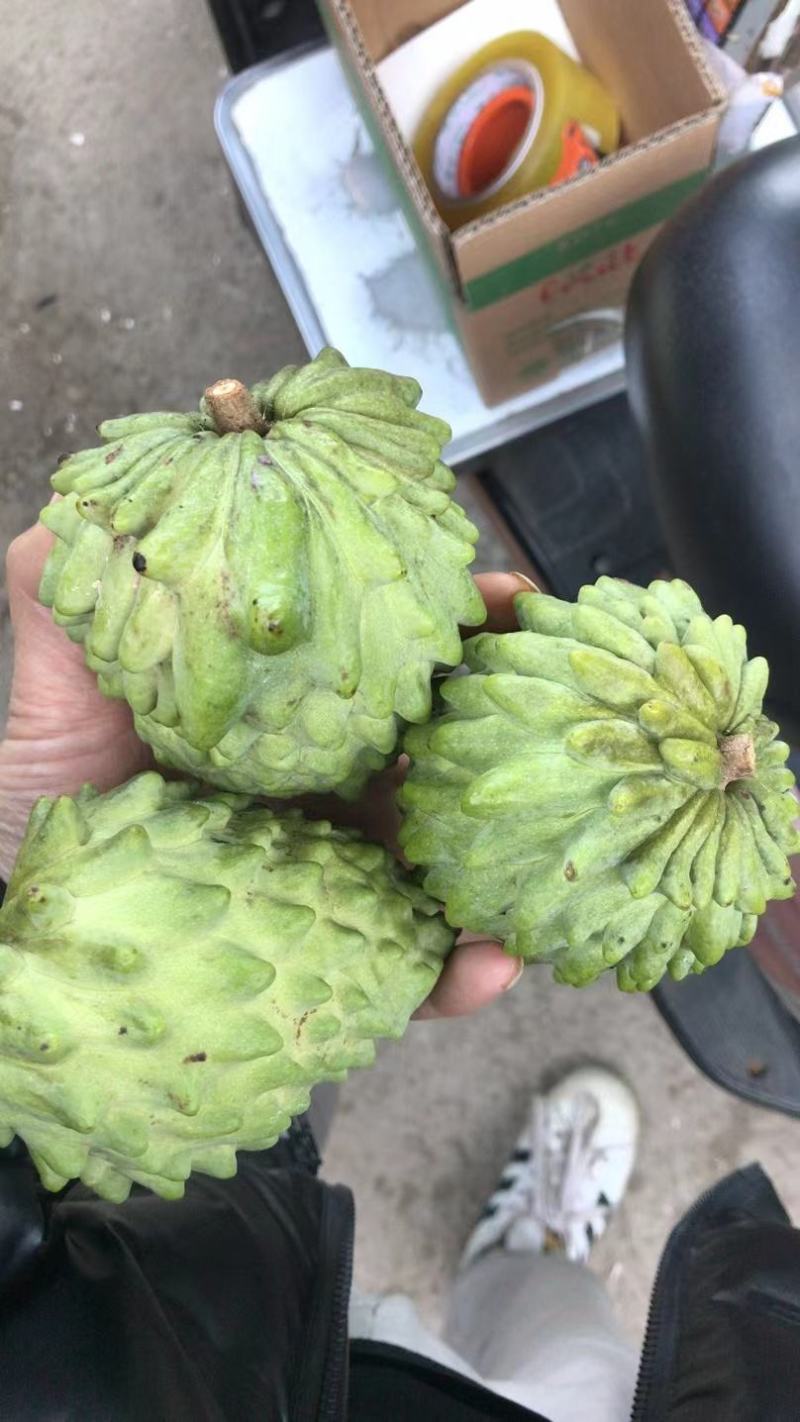 释迦果凤梨释迦果云南高原水果高糖水果王