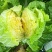 正宗黄心大白菜，个头大，无烧心