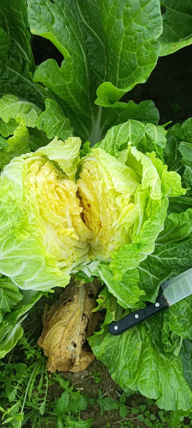 正宗黄心大白菜，个头大，无烧心