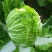 正宗黄心大白菜，个头大，无烧心