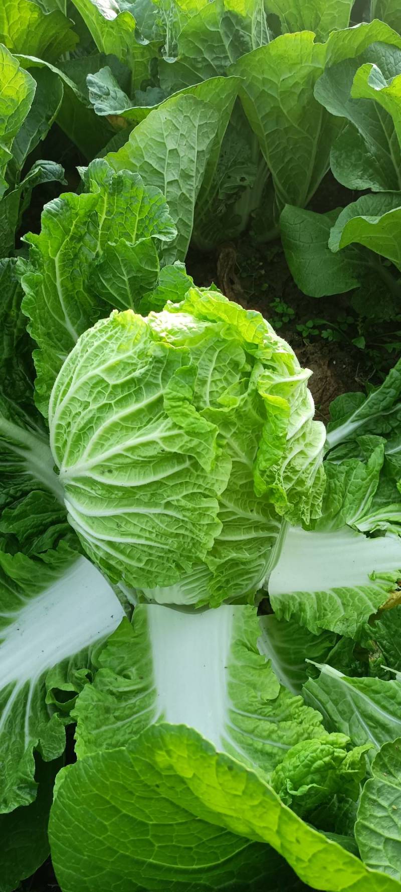 正宗黄心大白菜，个头大，无烧心