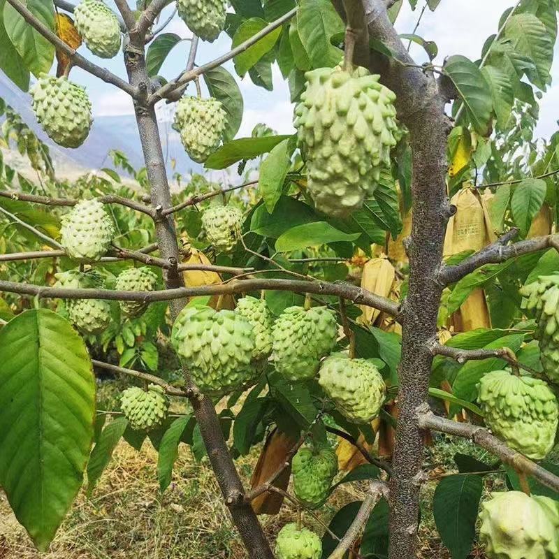 释迦果凤梨释迦果云南高原水果高糖水果王