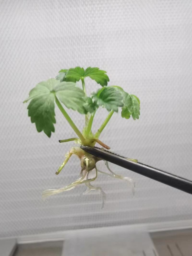 脱毒种苗预订中红颜，久香，章姬，宁玉